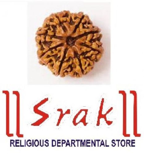 8 Mukhi Rudraksha (N)