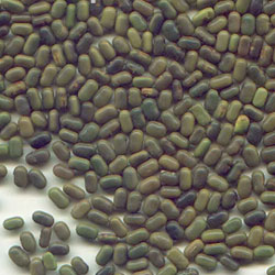 Sesbania seeds