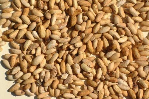 Neem Seed