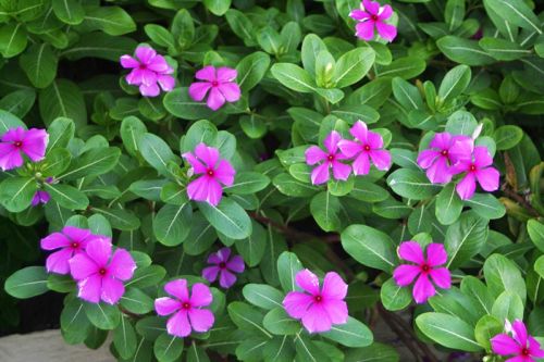 Vinca Rosea