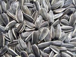 Sunflower Seed