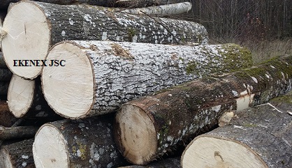 Aspen Logs From Lithuania/latvia/belarus/ukraine (populus Tremula)