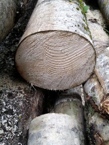 ASPEN ROUND LOGS