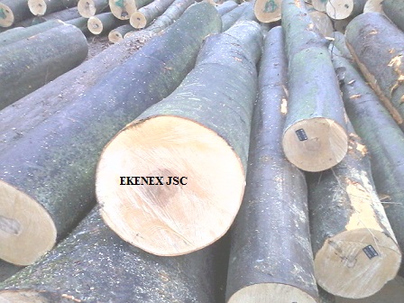 Beech Logs From Ukraine (fagus Sylvatica)