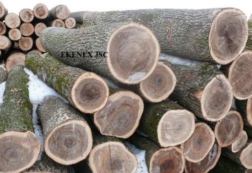 Elm Logs From Ukraine (ulmus Glabra)