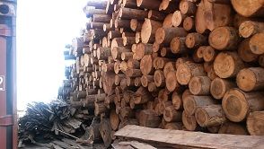 Fir Logs From Ukraine (abies Alba)