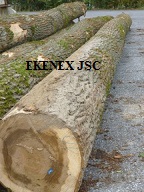 Poplar Logs From Ukraine