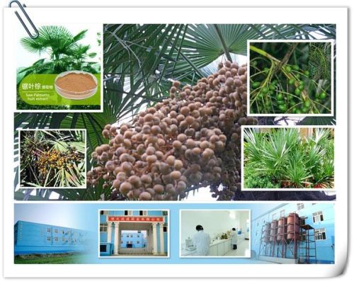 Saw Palmetto Fruit Extract 5% Gc Or Hplc