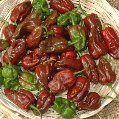 Fresh Red Chilli, For Food, Cooking, Feature : Complete Purity