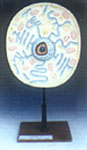 ANIMAL CELL Dimensional Model