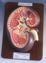 Human Kidney Model