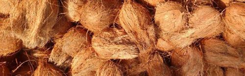 Export Quality Mature Brown Coconuts