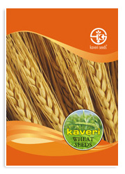 Wheat, Material : Organic Wheat