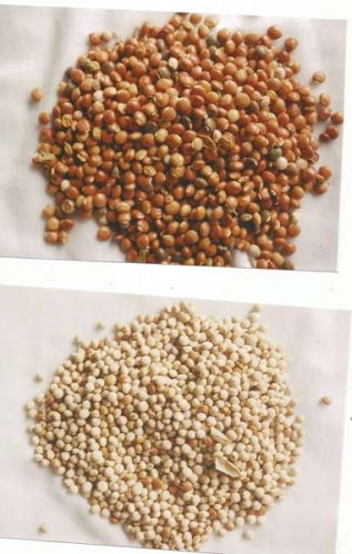 Pigeon Pea, Packaging Type : white red