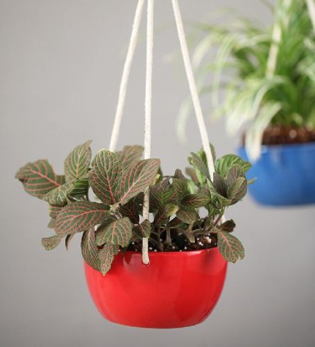 Hanging Flower Pots