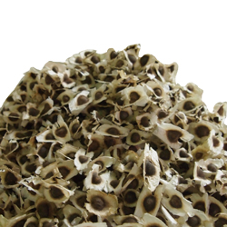 Moringa seeds, Moisture : 7% Max