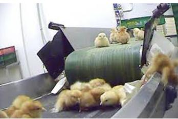 SUBMERGE BELT CONVEYOR