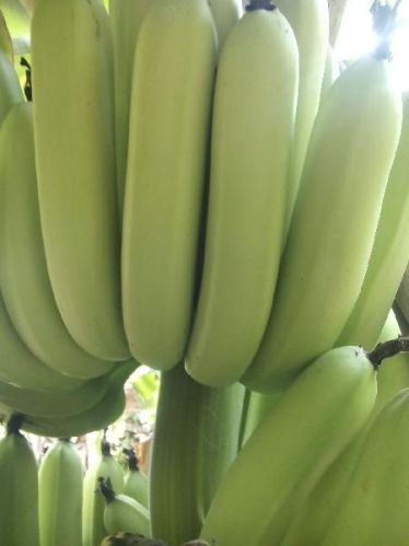 Sandilya Fresh Banana, For Food, Variety : G-9