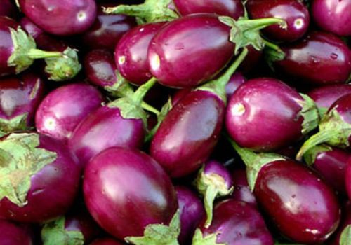 Organic Fresh Brinjal, Packaging Type : PP Bag