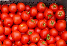 Organic Fresh Tomato, For Cooking, Packaging Type : Plastic Crates