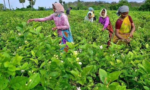 Jasmine Flower Plant, For Decoration, Gardening