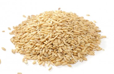 Durum Wheat