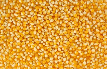 Maize Seeds, Purity : 98%, Moisture : 13% Maximum