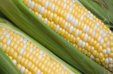 Whole Maize for Human consumption
