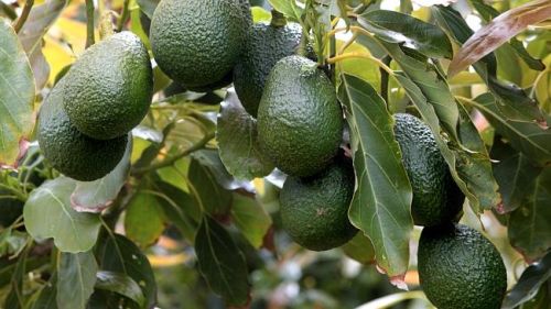 Fresh avocado, Packaging Type : Paper Box
