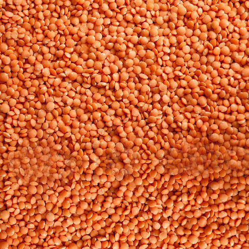 Red Lentils