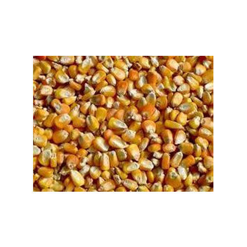 Yellow Corn Seeds, Packaging Type : Bags