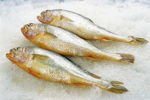 Frozen Yellow Croaker Fish