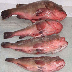 Frozen Reef Cod Fish