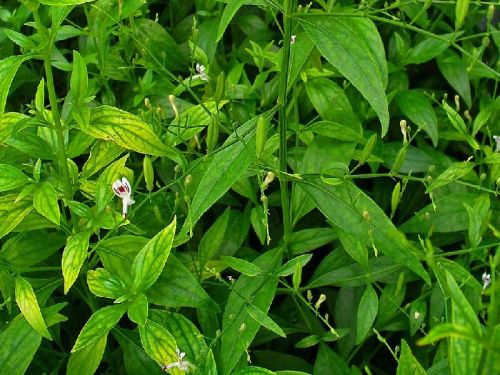 Andrographis Paniculata