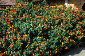 Lantana Camara