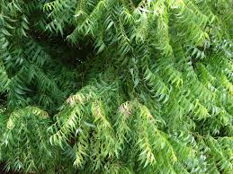 Natural Neem Leaves, For Medicinal, Style : Dried