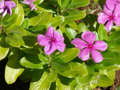 Vinca Rosea