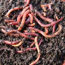 Vermicompost Fertilizer