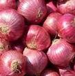 Nasik red onion