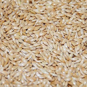 Canary Seeds, Packaging Type : Natural