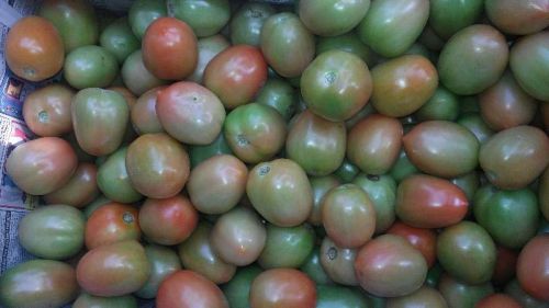 Export Quality Green Tomato