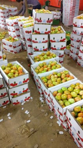 Fresh tomato, Shelf Life : 3-5 Days