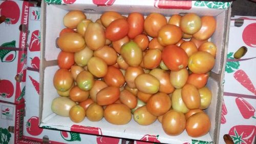 Fresh Export Qlity Tomatos