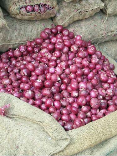 Red onion, Style : Natural