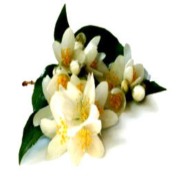 Jasmine Grandiflorum Absolute