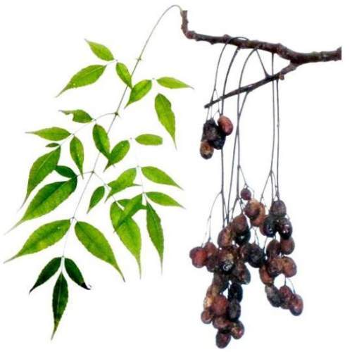 Neem Oil