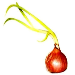 Onion Oleoresin