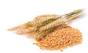Wheat seeds Form : Seeds