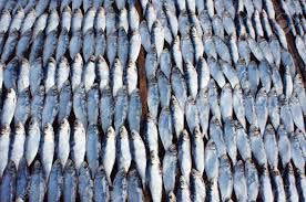 Fresh Fish, For Cooking, Food, Human Consumption, Making Medicine, Making Oil, Variety : Bonito