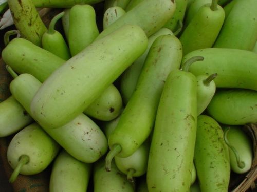 Organic Fresh Bottle Gourd, For Cooking, Packaging Type : Gunny Bag